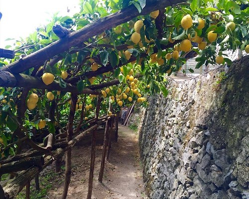Slow Food Day in Costa d’Amalfi: 18 maggio dal Sentiero dei Limoni alla tavola, un viaggio di gusto e consapevolezza 