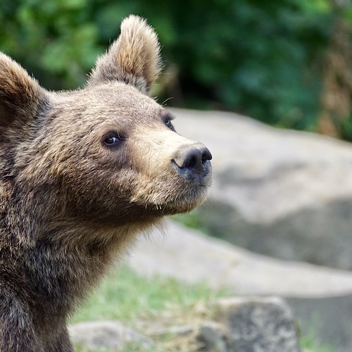 Cucciolo di Orso bruno c<br />&copy; Foto di Susanne Jutzeler, Schweiz 🇨🇭 suju-foto da Pixabay