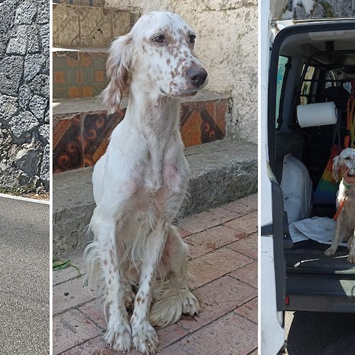 Amalfi, setter investita in strada. Messa in salvo dall’ENPA, non ha microchip: ora cerca una casa