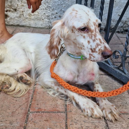 Amalfi, setter investita in strada. Messa in salvo dall’ENPA, non ha microchip: ora cerca una casa