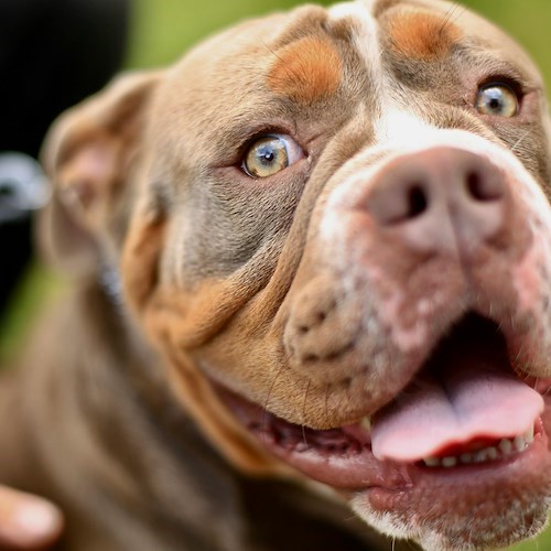 Bimbo ucciso dai pitbull ad Eboli<br />&copy; Foto da pexels