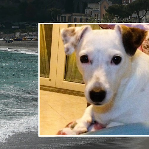 Cagnolina muore dopo passeggiata in spiaggia a Maiori