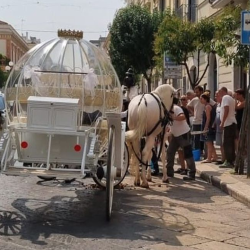 Cavallo stramazza al suolo a Trani per il troppo caldo: trasportava una carrozza per un matrimonio