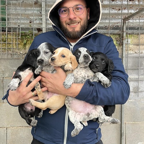 Cinque cuccioli abbandonati in una cassetta a Tramonti: messi in salvo da ENPA, ora cercano una casa