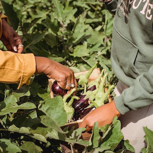 Click day truccati per l'assunzione di migranti: 21 indagati patteggiano, sequestrato appartamento a Sorrento