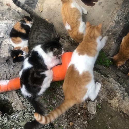 Gatti a Positano <br />&copy; Positano Animali