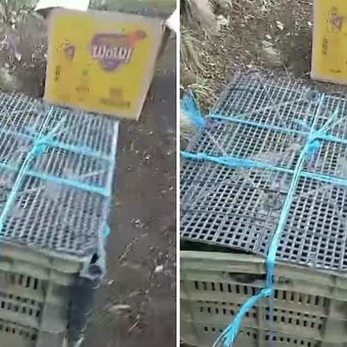Cuccioli di cane abbandonati e rinchiusi in una cassa della frutta, l'ENPA Costa d'Amalfi: «Altro colpo al cuore»<br />&copy; ENPA sezione Costa d'Amalfi