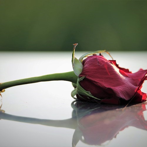 Rosa<br />&copy; GoranH