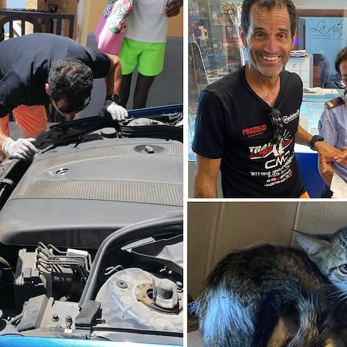 Gattino intrappolato nel vano motore di un’auto a Positano, salvato da volontari ma scappa: in corso ricerche