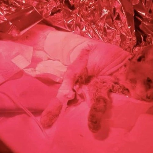 Gatto scuoiato vivo ad Angri e curato a Cava de' Tirreni: il povero Leone non ce l'ha fatta<br />&copy; Teresa Salsano