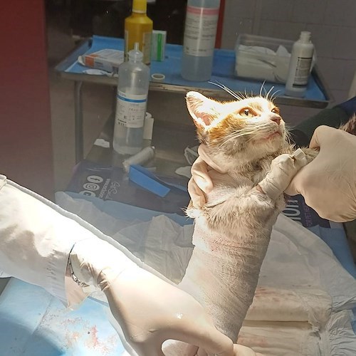 Il gatto Leone<br />&copy; Teresa Salsano