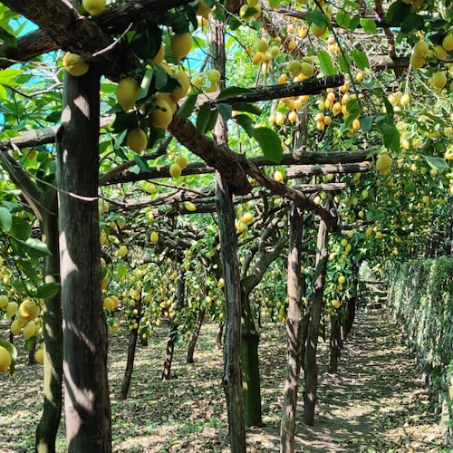 I limoni e i terrazzamenti di Amalfi celebrati come “Patrimonio Agricolo di Importanza Mondiale”