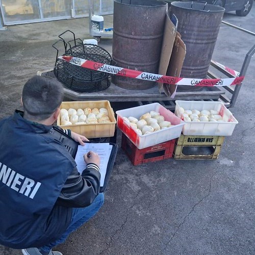 Latticini affumicati bruciando i rifiuti, sequestrati prodotti e attrezzature a Vico Equense<br />&copy; ANSA