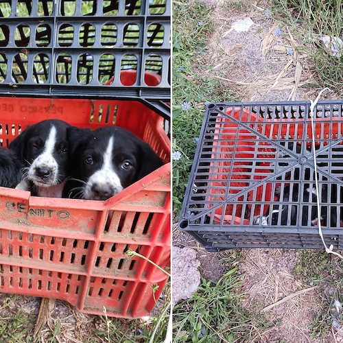 Maiori, cuccioli di cane abbandonati e rinchiusi in cassette di plastica: ora cercano una casa