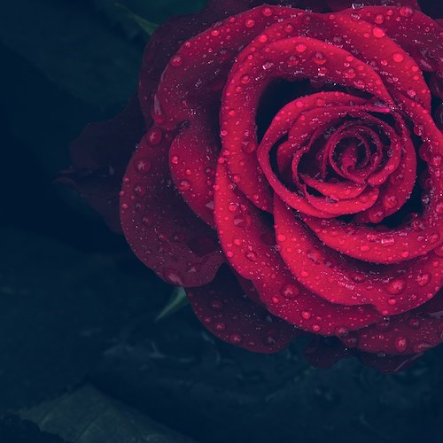 Rosa<br />&copy; RoonzNL