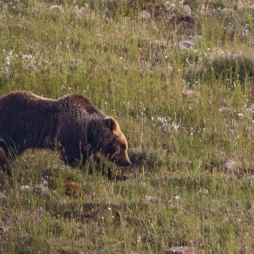 Orsa Amarena<br />&copy; Francesco Lemma