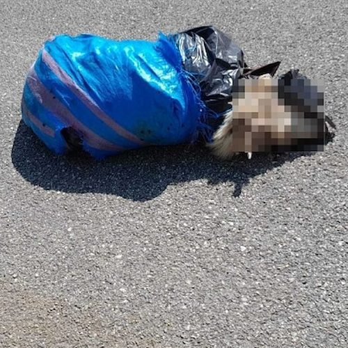 Orrore Oliveto Citra: cane morto ritrovato in un sacco e con ferita alla testa