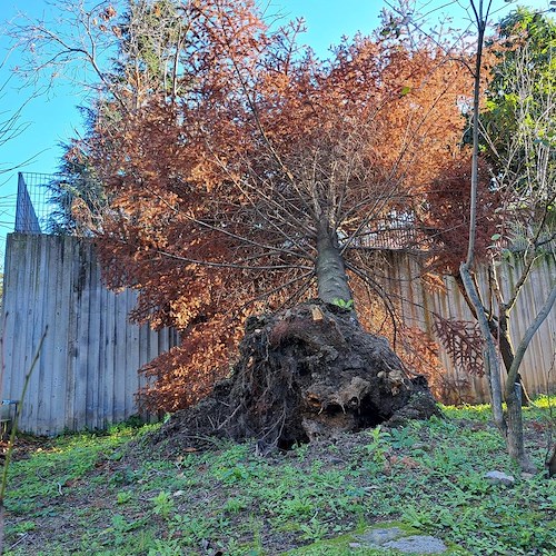 Paura a Piano di Sorrento, il forte vento causa il distacco di un grosso albero nel Parco dei Platani<br />&copy; Charly 57