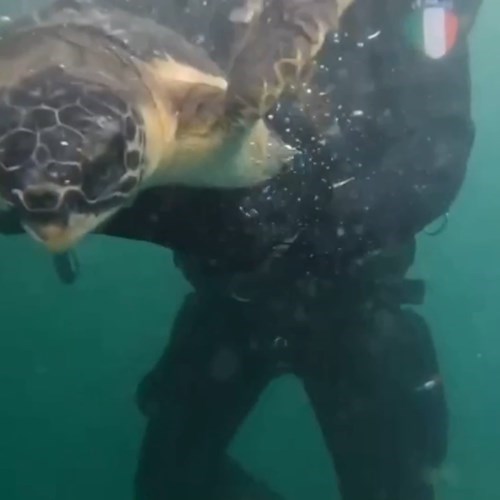 Pesaro, rilasciati tre esemplari di tartaruga marina “Caretta Caretta”
