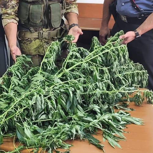 Piantagione di cannabis alle pendici dei Monti Lattari, arrestato 47enne di Nocera Superiore