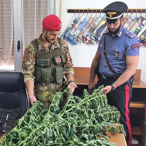Piantagione di cannabis alle pendici dei Monti Lattari, arrestato 47enne di Nocera Superiore