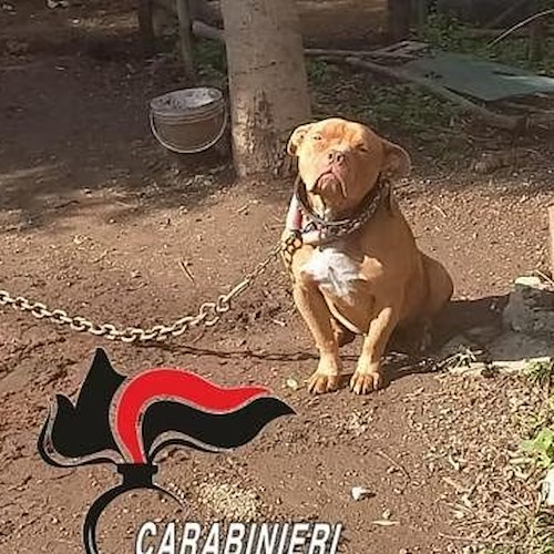 Pimonte, pitbull abbandonato tra rifiuti e carcasse di auto<br />&copy; Carabinieri di Pimonte