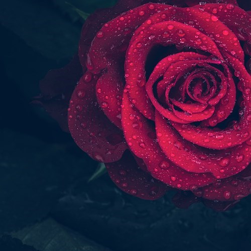 rosa<br />&copy; RoonzNL