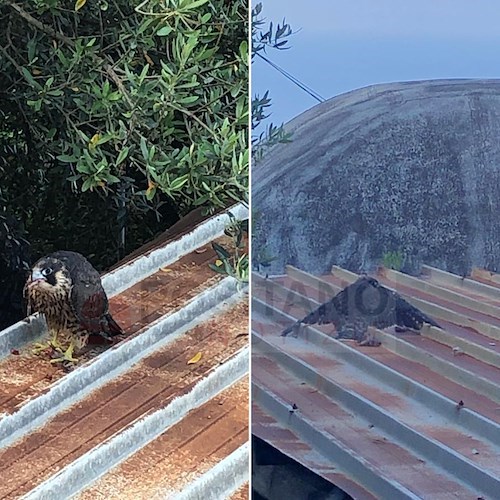 Positano, falco pellegrino stremato per la cattura di una preda: l'incontro col gatto