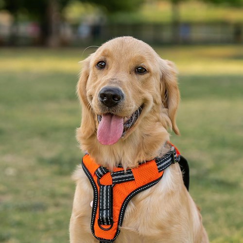 Cane<br />&copy; Foto da Pexels
