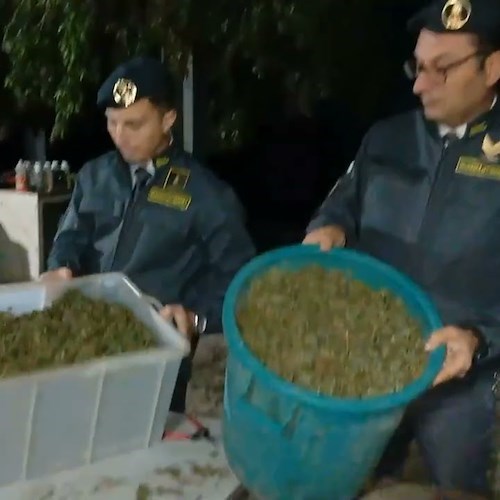 Scoperta “fabbrica” di cannabis sui Monti Lattari: sequestrata oltre una tonnellata di droga