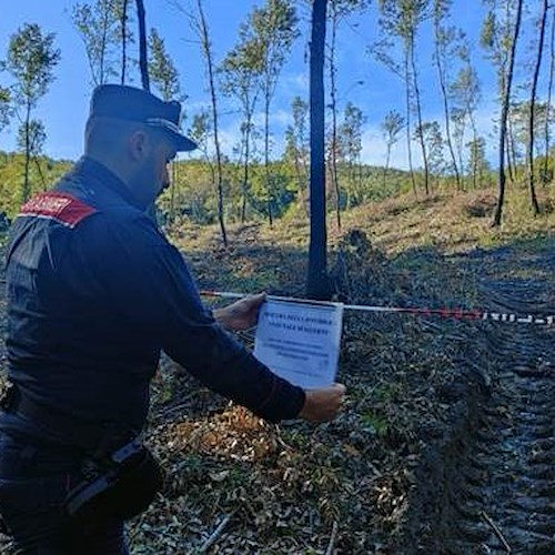 Taglio irregolare degli alberi, Carabinieri Forestali sequestrano 23 ettari di bosco ad Altavilla Silentina