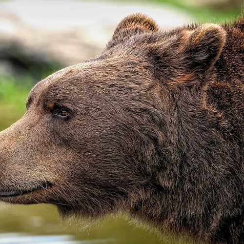 Orso<br />&copy; ambquinn