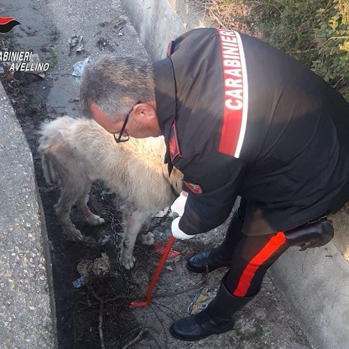 Vergogna ad Avella, pastore maremmano denutrito e legato con una catena all'interno di un canale<br />&copy; Carabinieri Avellino